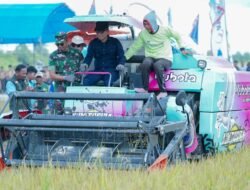 Panen Raya Potoro Tegaskan Arah Konsel Menuju Lumbung Pangan Nasional