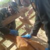 Sinergi Cegah TBC Hewan, Disnakkeswan Konsel dan Barantin Ambil Sampel Darah Ternak di Wolasi