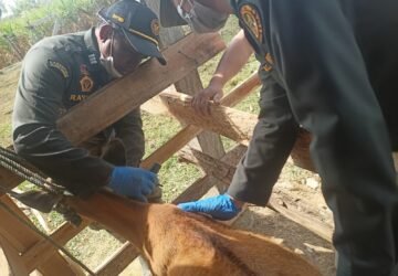 Sinergi Cegah TBC Hewan, Disnakkeswan Konsel dan Barantin Ambil Sampel Darah Ternak di Wolasi