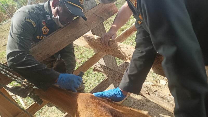 Sinergi Cegah TBC Hewan, Disnakkeswan Konsel dan Barantin Ambil Sampel Darah Ternak di Wolasi